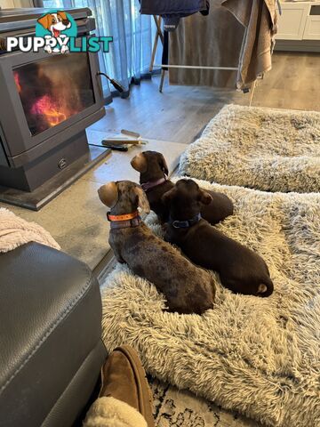 Beautiful Miniature Dachshund pups