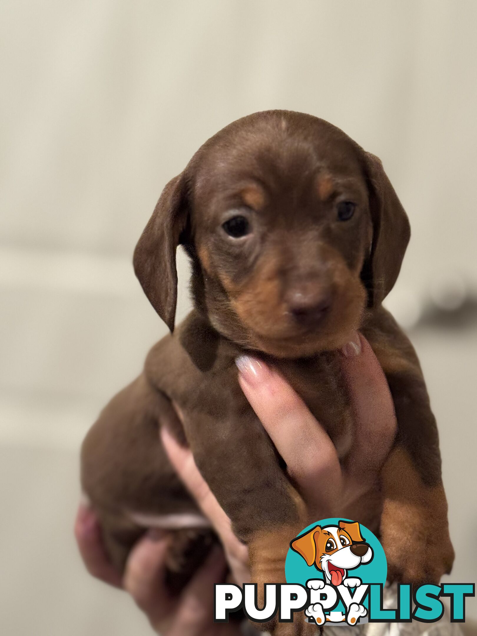 Beautiful Miniature Dachshund pups