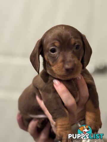 Beautiful Miniature Dachshund pups