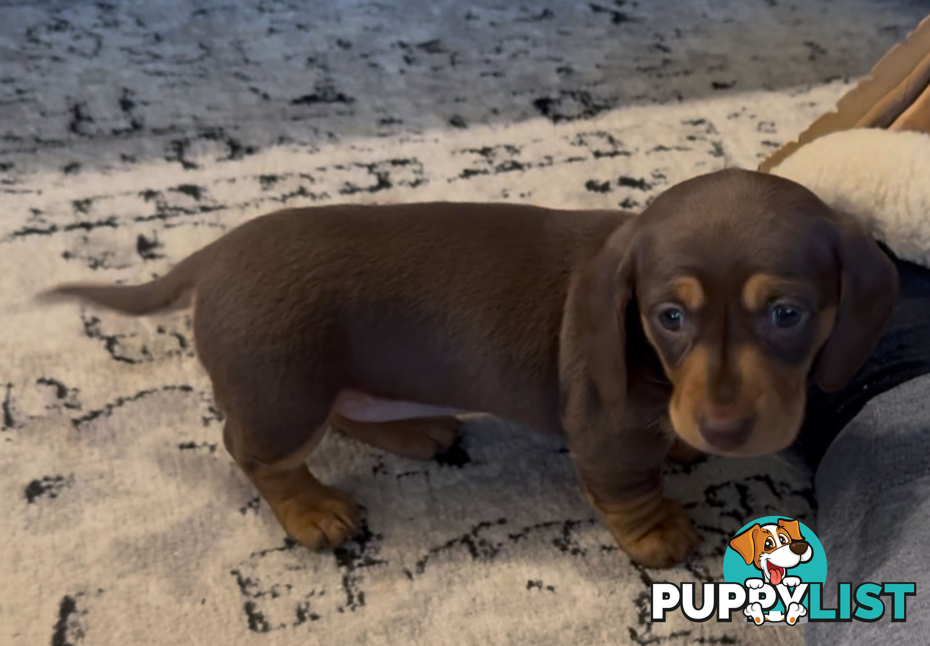 Beautiful Miniature Dachshund pups