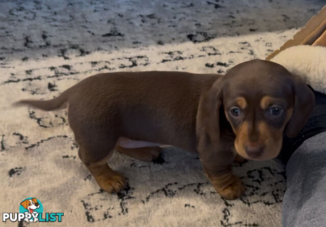 Beautiful Miniature Dachshund pups