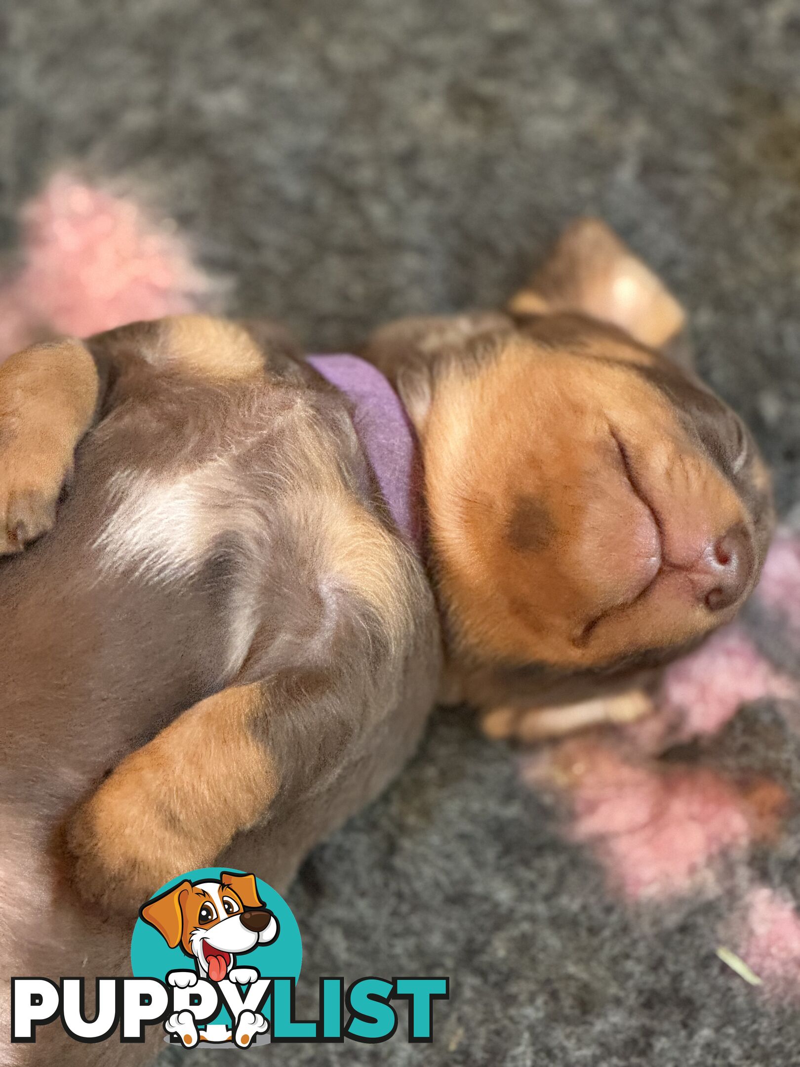 Beautiful Miniature Dachshund pups