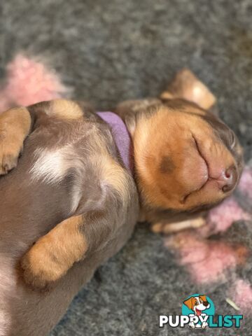 Beautiful Miniature Dachshund pups