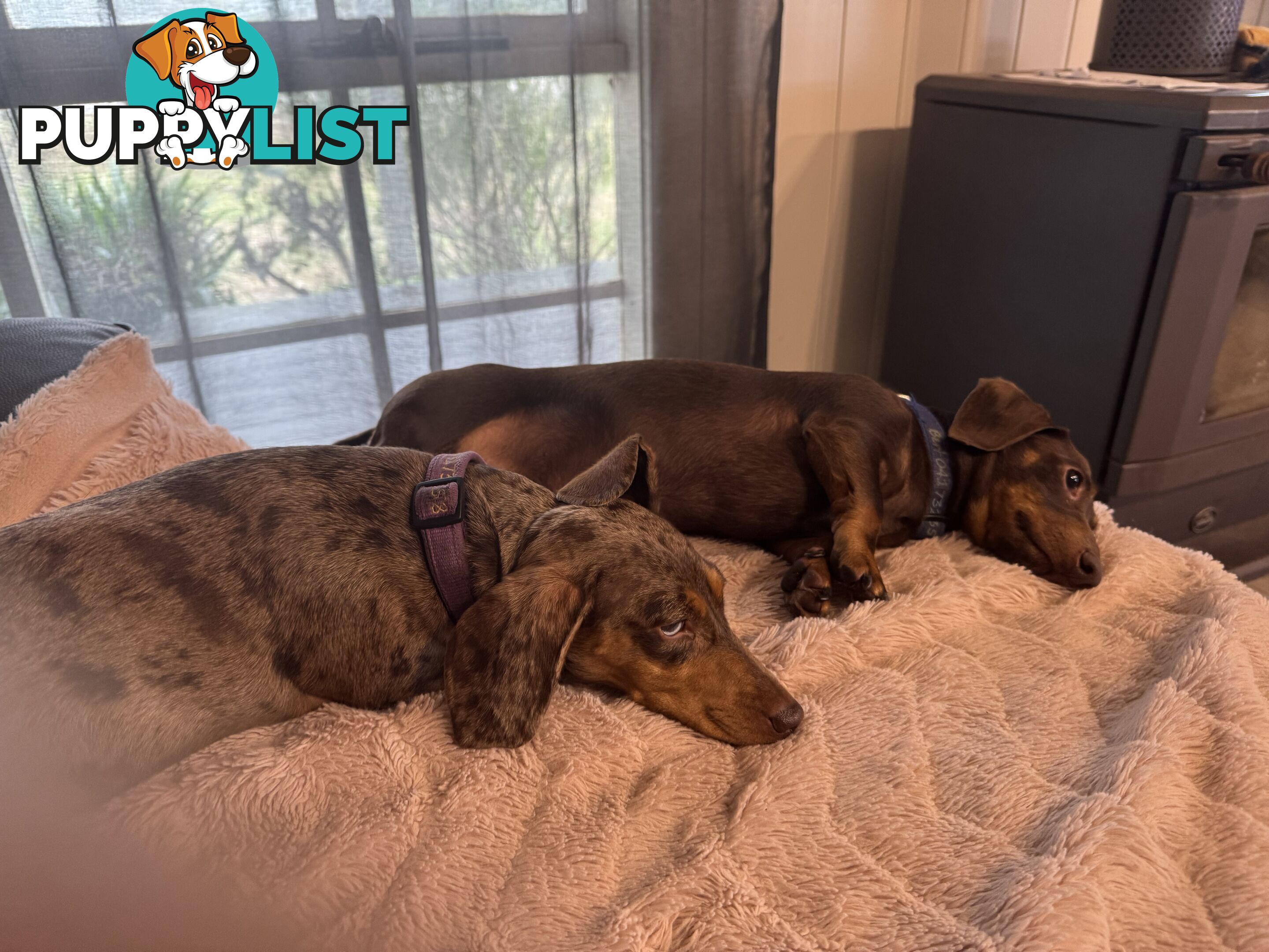 Beautiful Miniature Dachshund pups