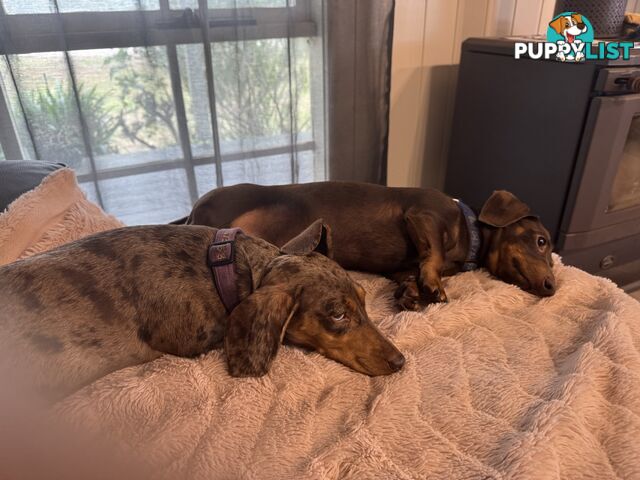 Beautiful Miniature Dachshund pups