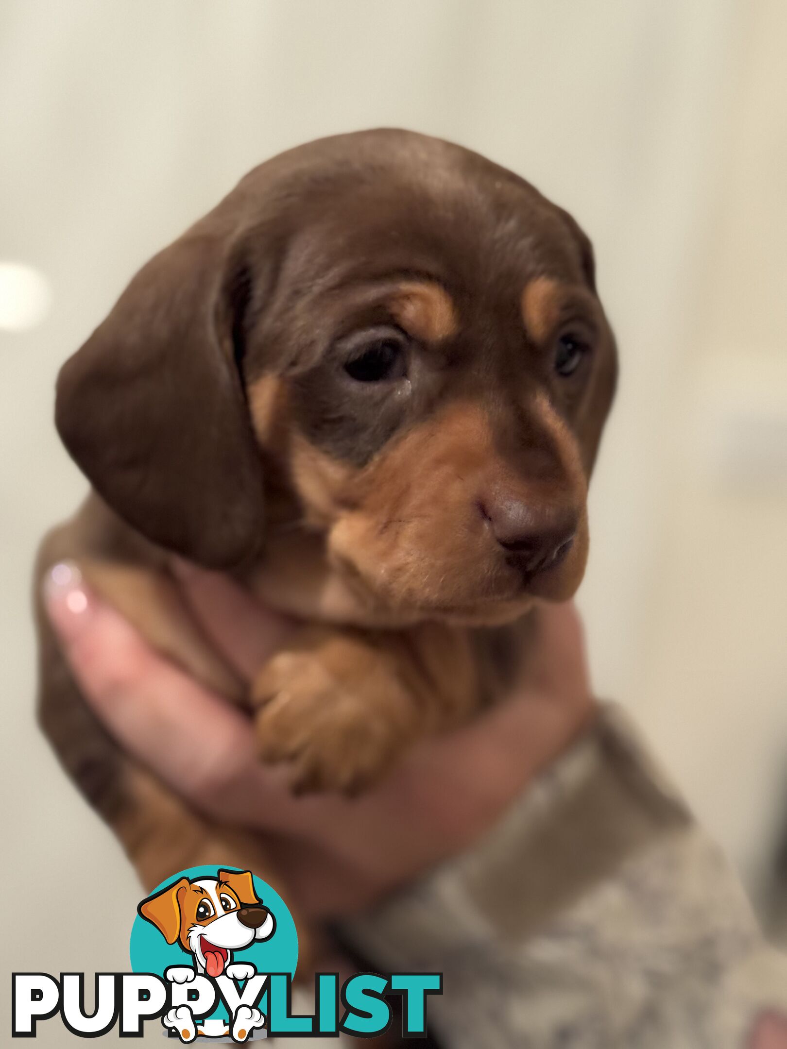Beautiful Miniature Dachshund pups