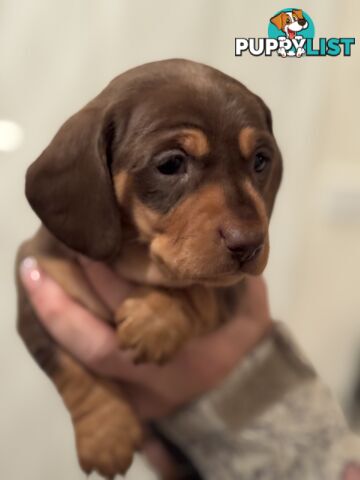 Beautiful Miniature Dachshund pups