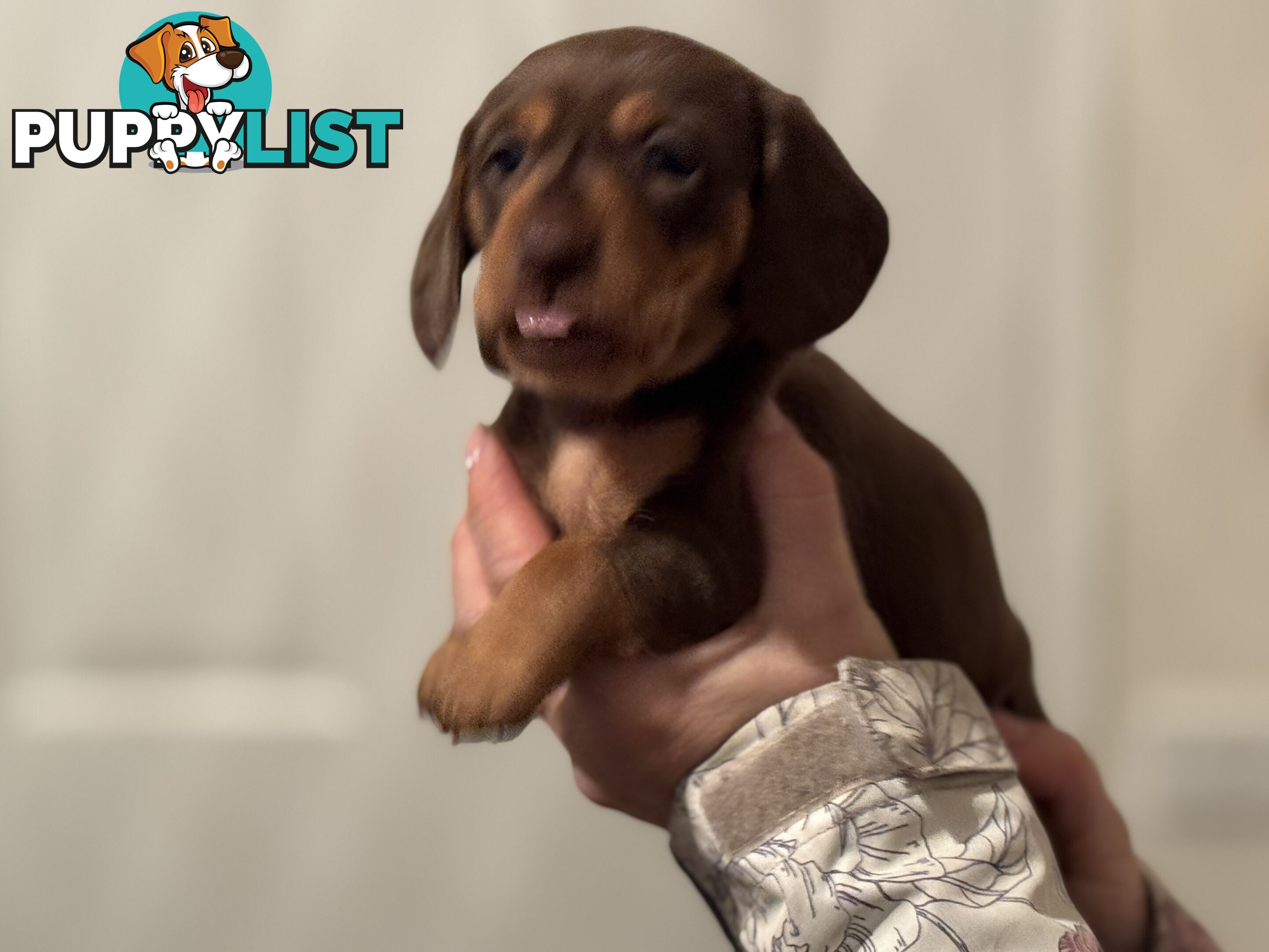 Beautiful Miniature Dachshund pups