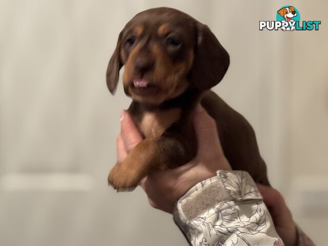 Beautiful Miniature Dachshund pups