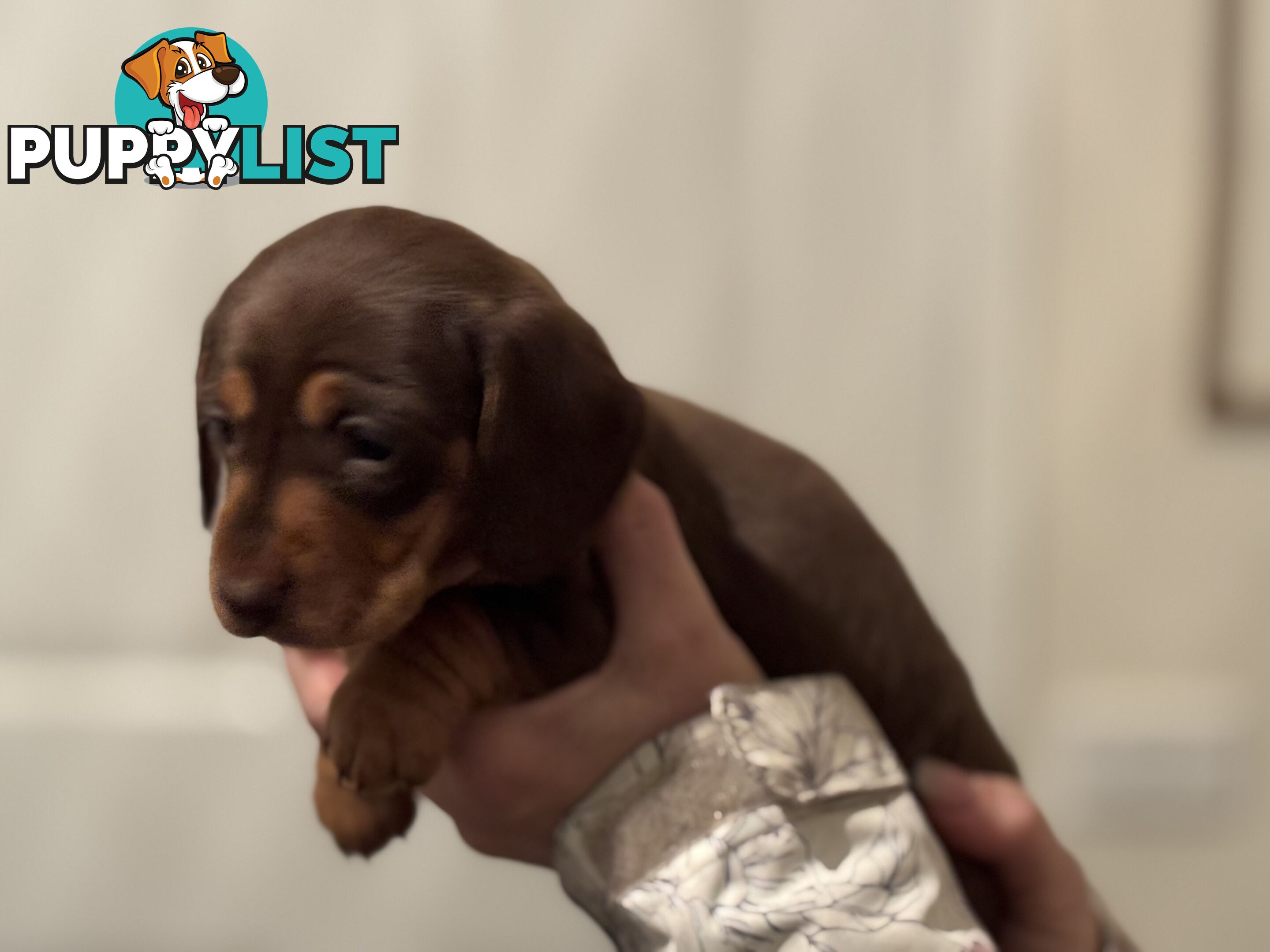 Beautiful Miniature Dachshund pups