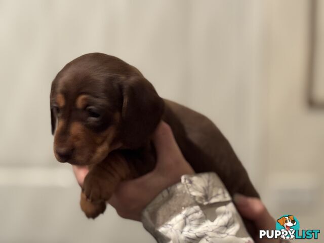 Beautiful Miniature Dachshund pups