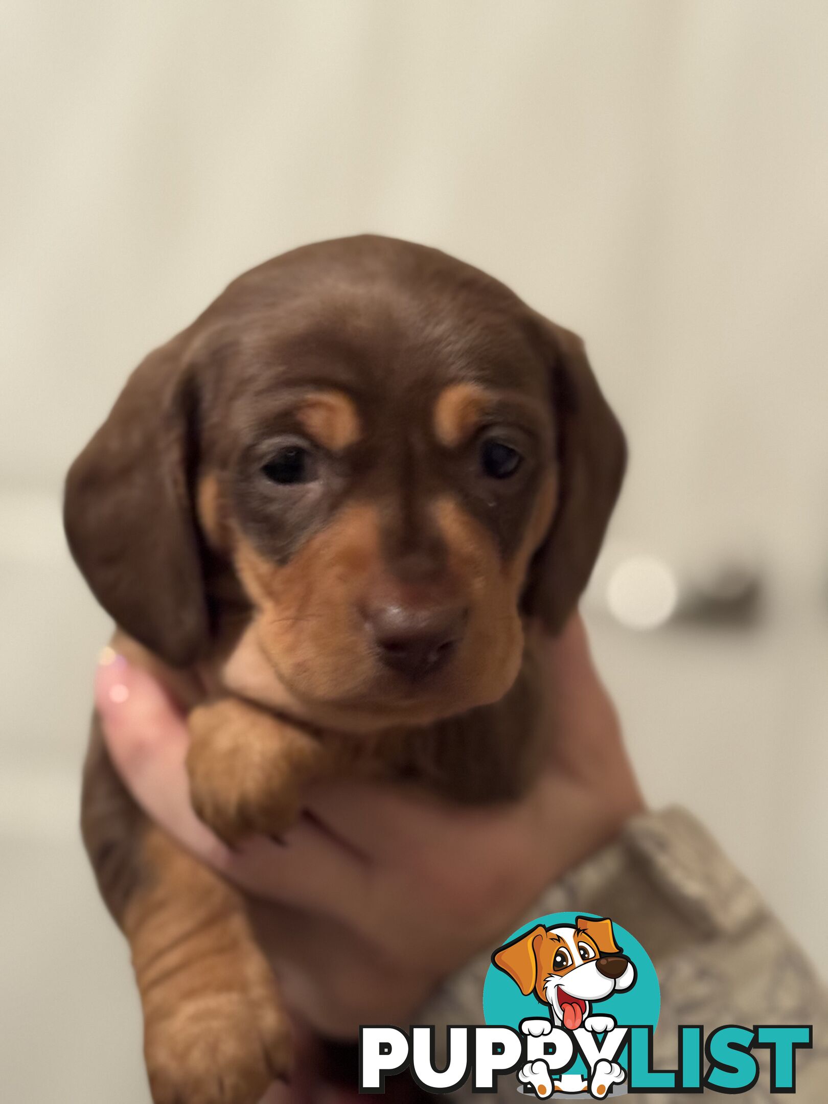 Beautiful Miniature Dachshund pups