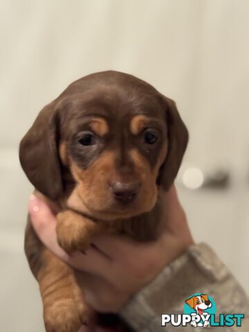 Beautiful Miniature Dachshund pups