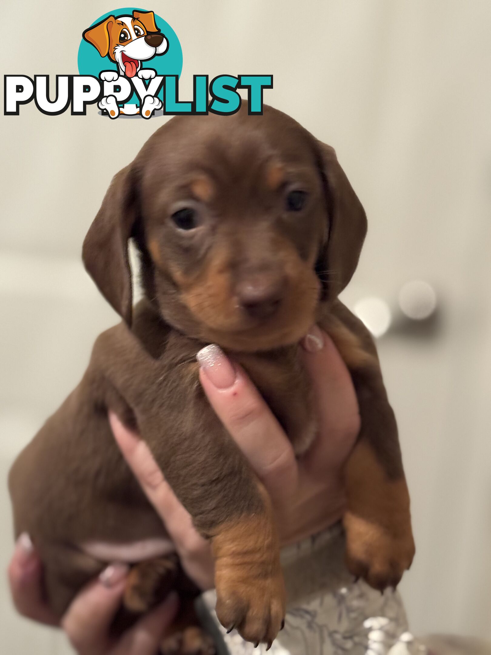 Beautiful Miniature Dachshund pups