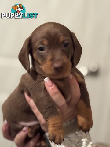 Beautiful Miniature Dachshund pups