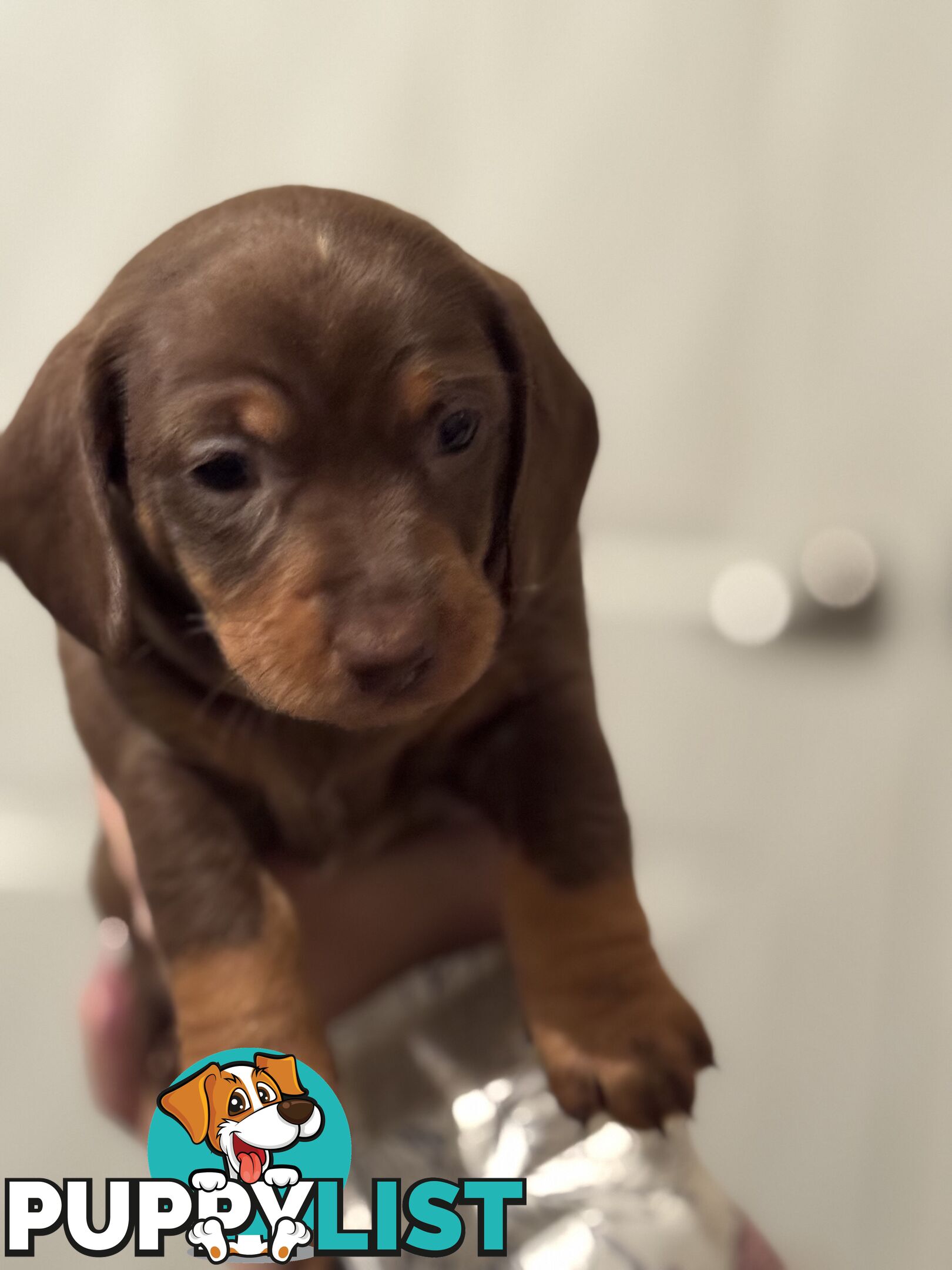 Beautiful Miniature Dachshund pups