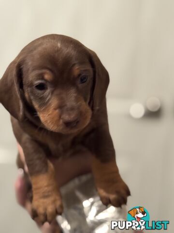 Beautiful Miniature Dachshund pups