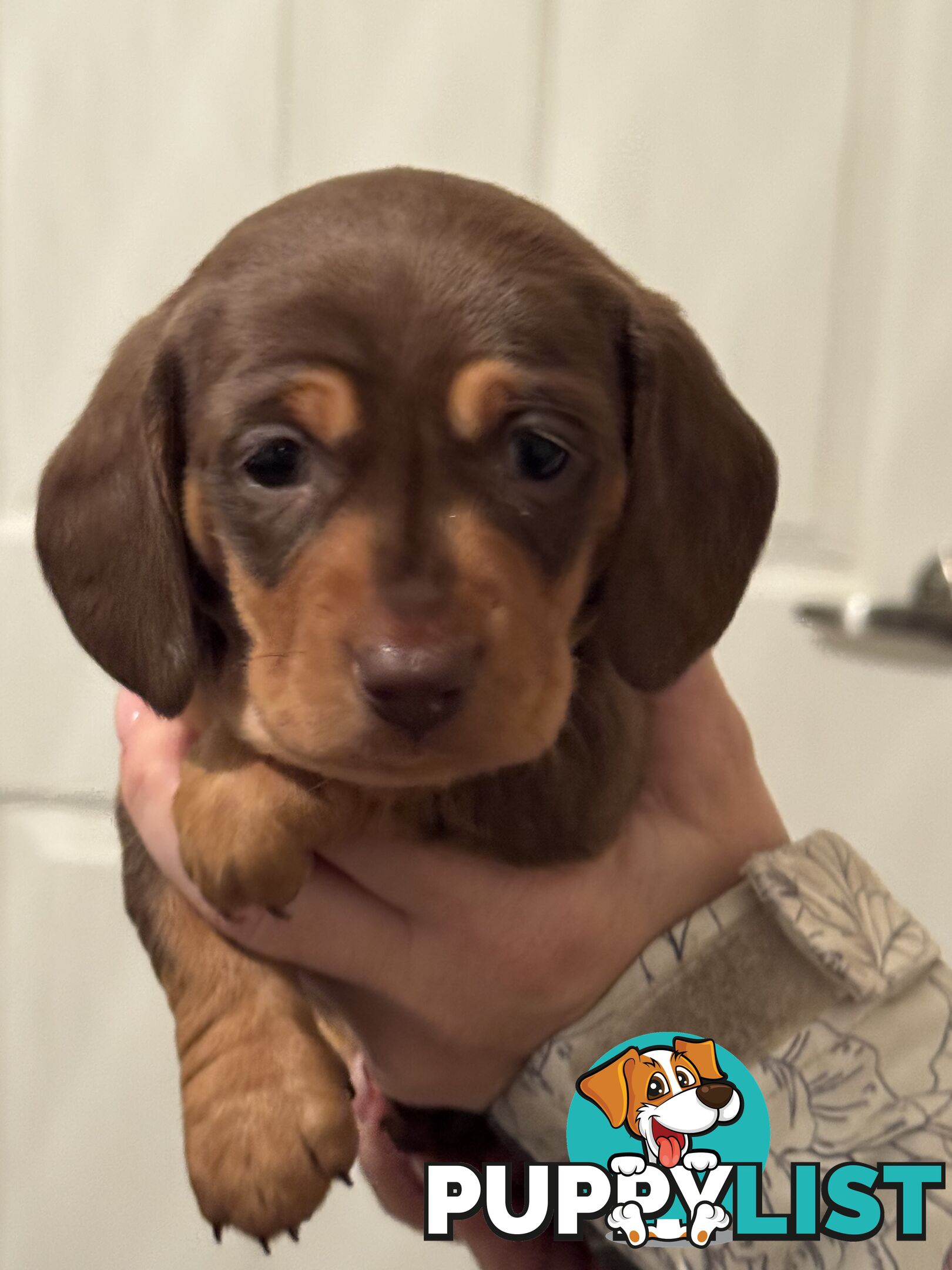 Beautiful Miniature Dachshund pups
