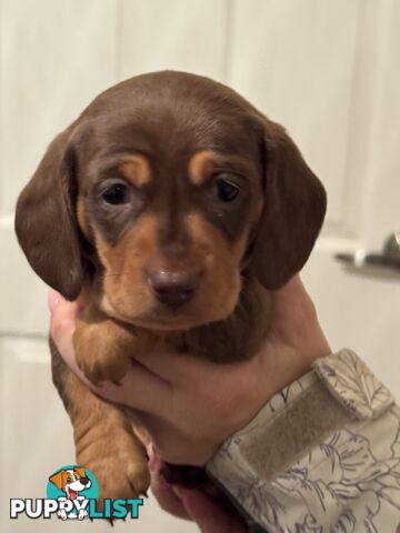 Beautiful Miniature Dachshund pups