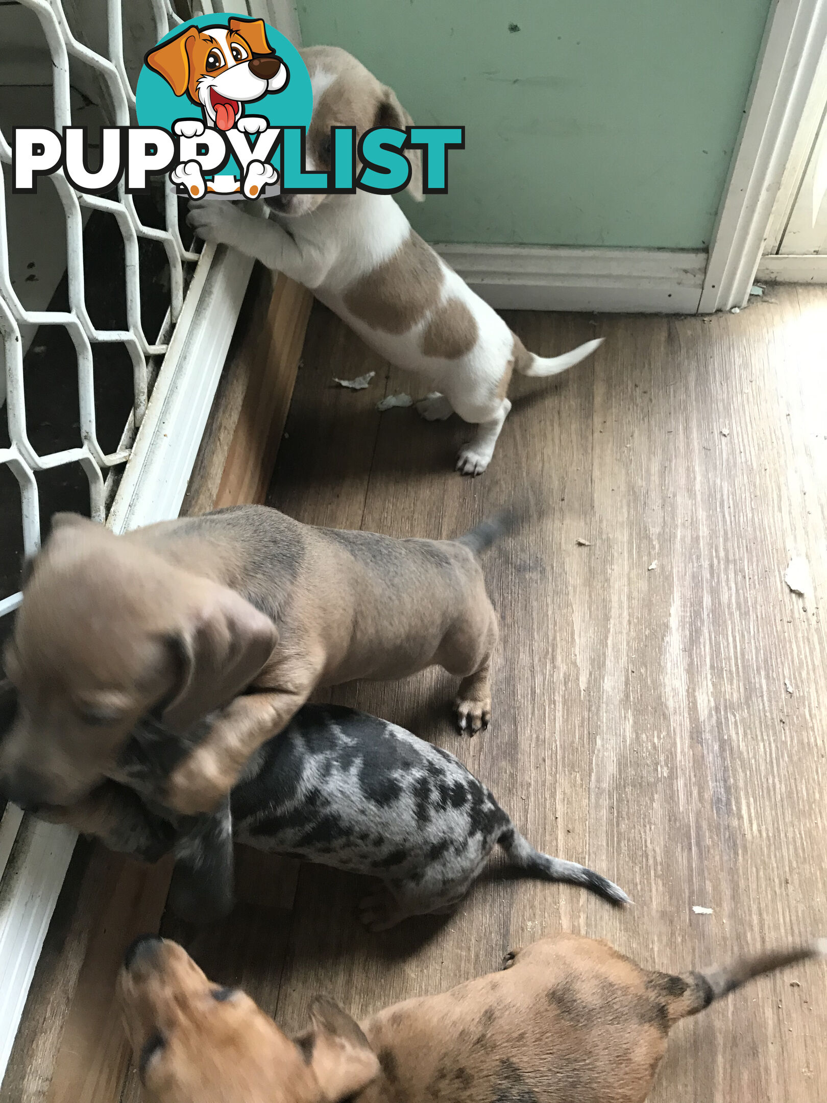 Miniature Dacshund Puppies