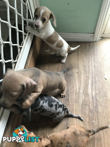 Miniature Dacshund Puppies