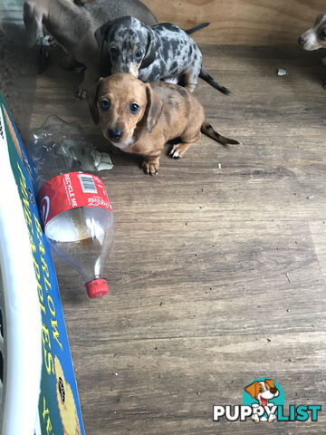 Miniature Dacshund Puppies