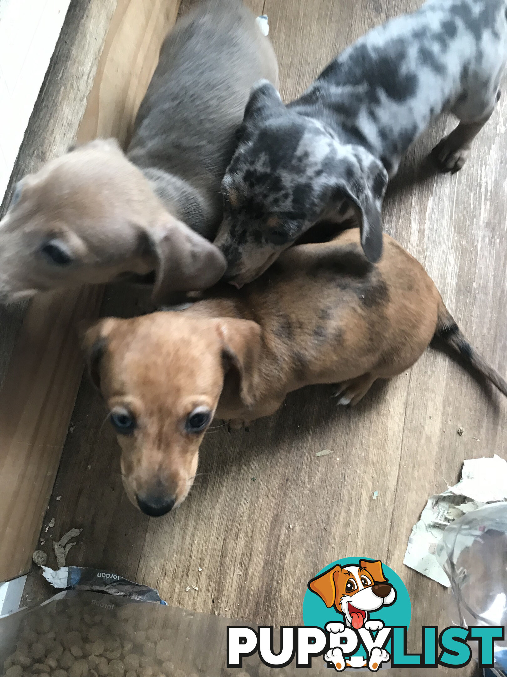 Miniature Dacshund Puppies
