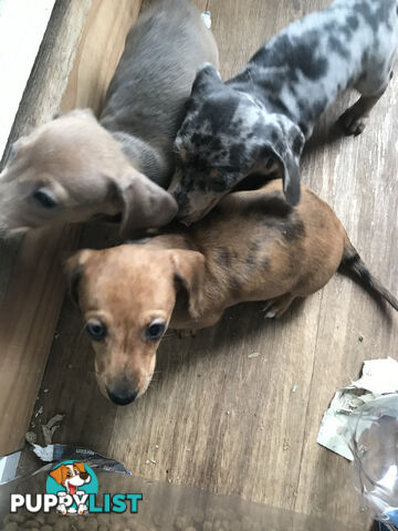 Miniature Dacshund Puppies