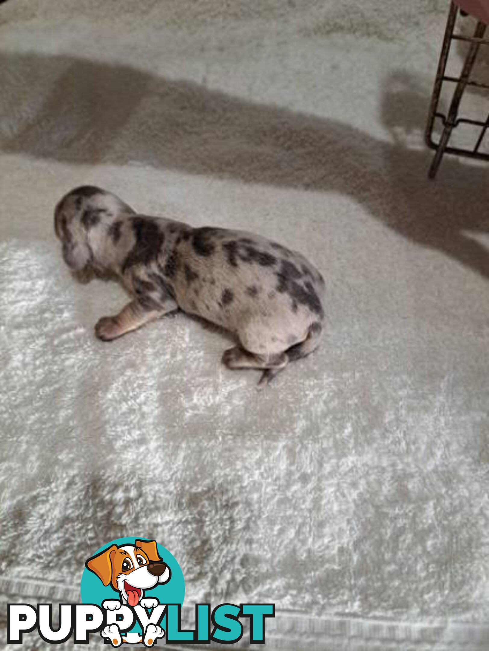 Miniature Dacshund Puppies