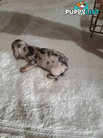 Miniature Dacshund Puppies
