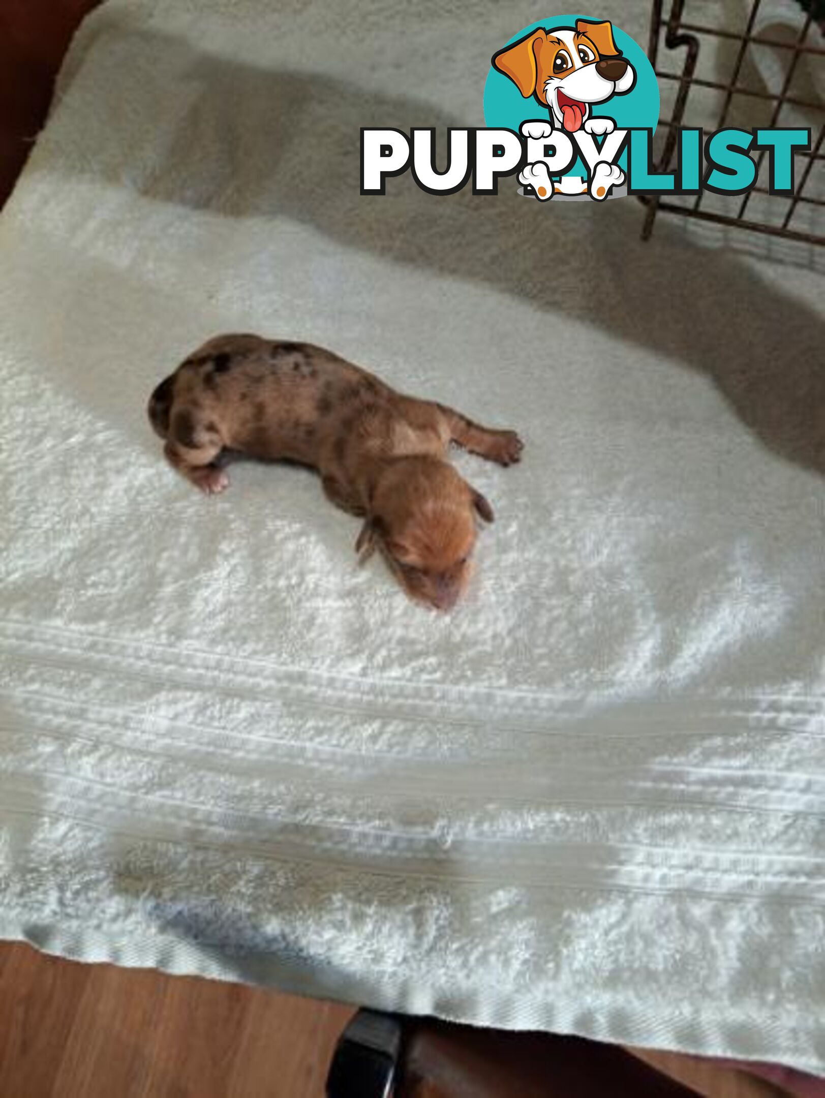 Miniature Dacshund Puppies