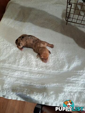 Miniature Dacshund Puppies