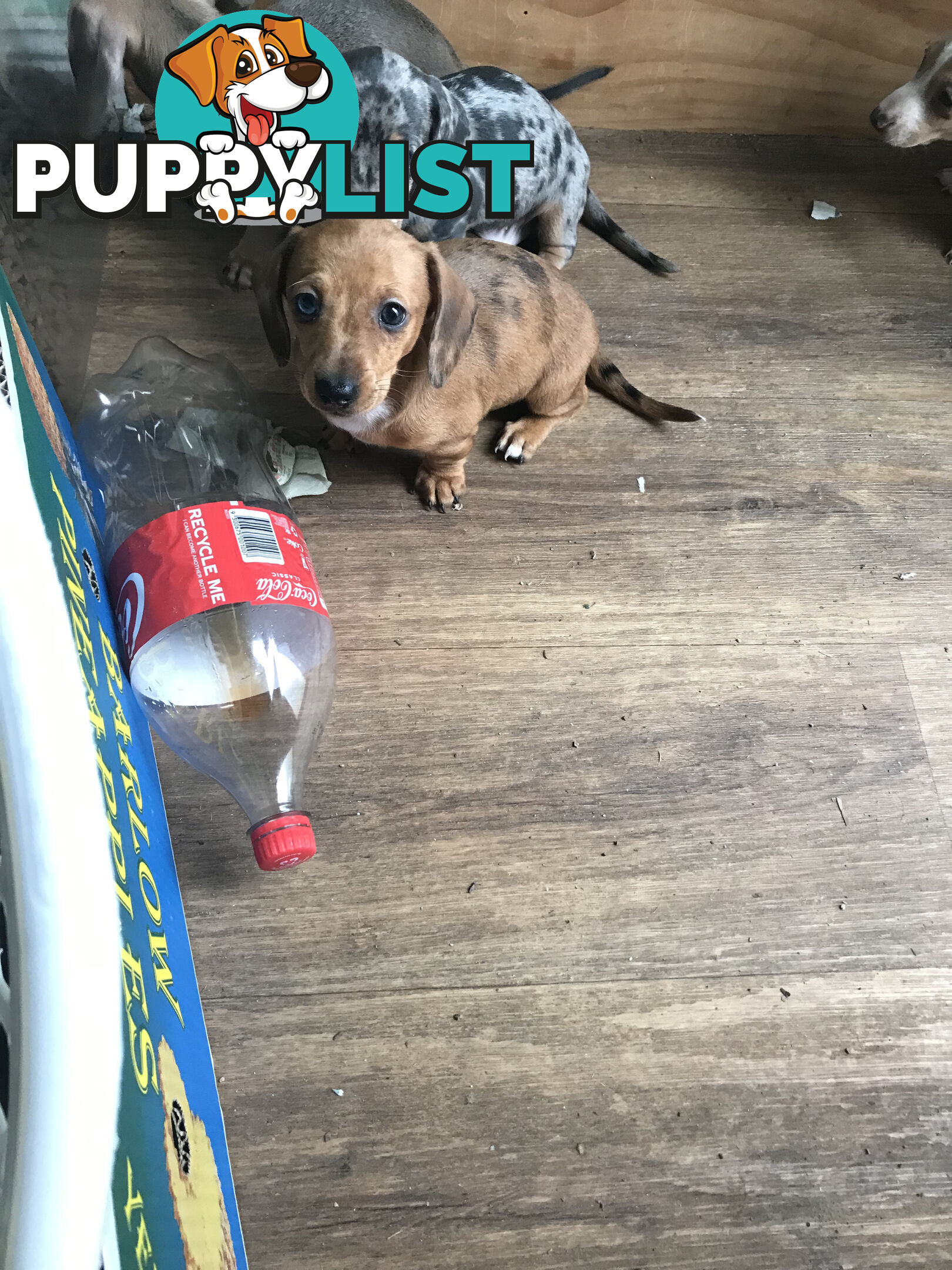 Miniature Dacshund Puppies