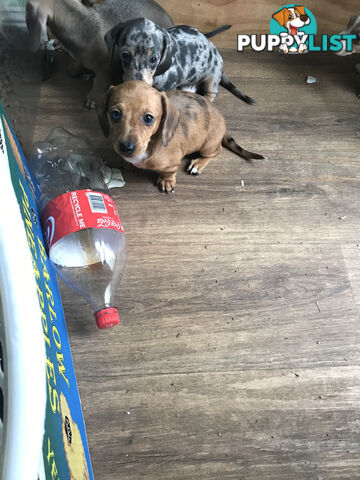 Miniature Dacshund Puppies