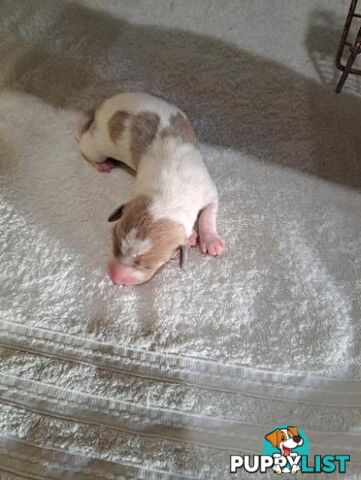 Miniature Dacshund Puppies