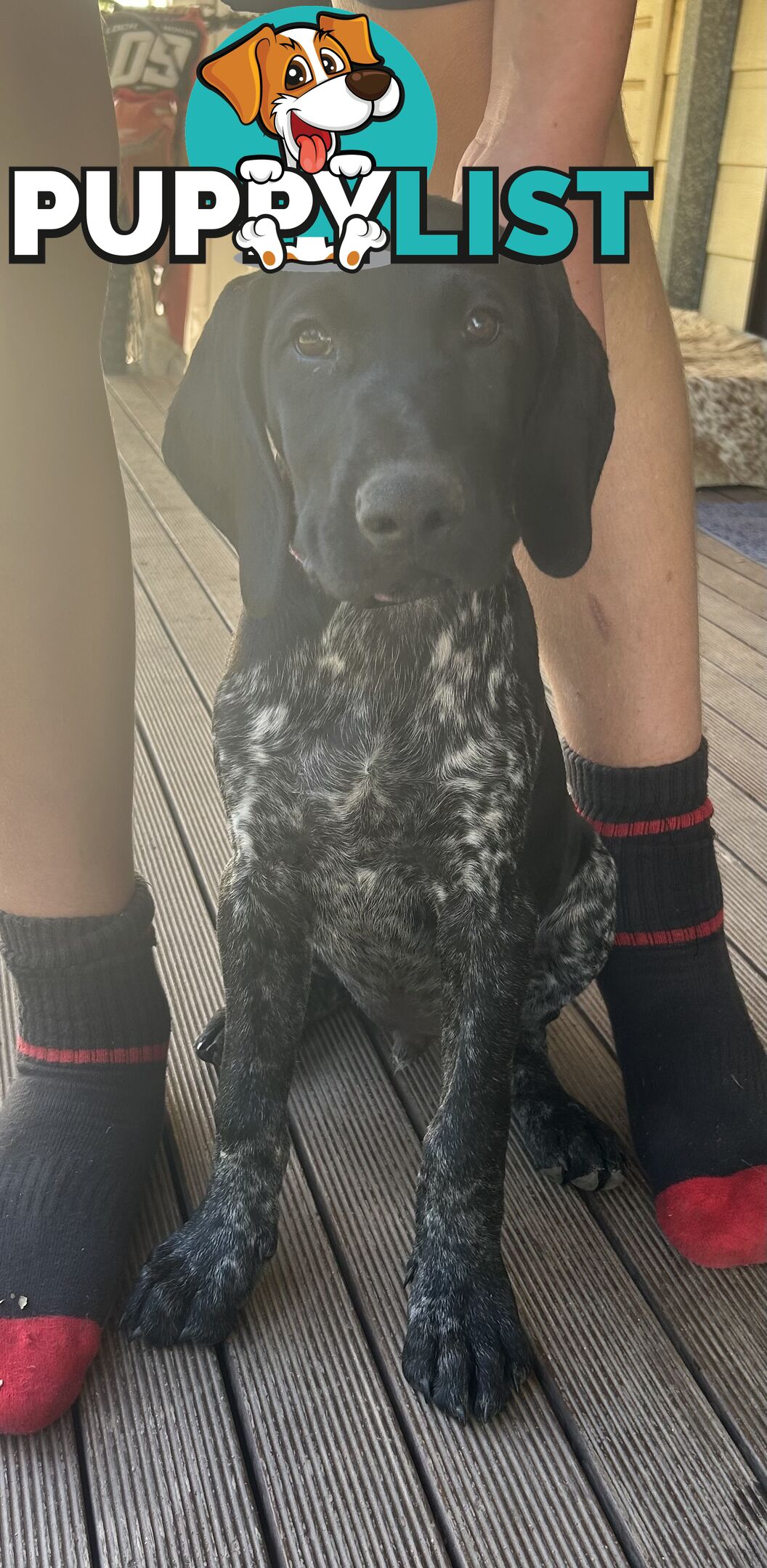 GERMAN SHORTHAIRED POINTER PUPPIES UPDATE