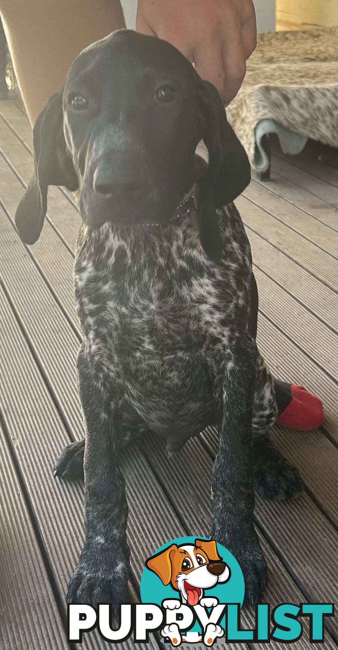 GERMAN SHORTHAIRED POINTER PUPPIES UPDATE