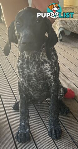 GERMAN SHORTHAIRED POINTER PUPPIES UPDATE