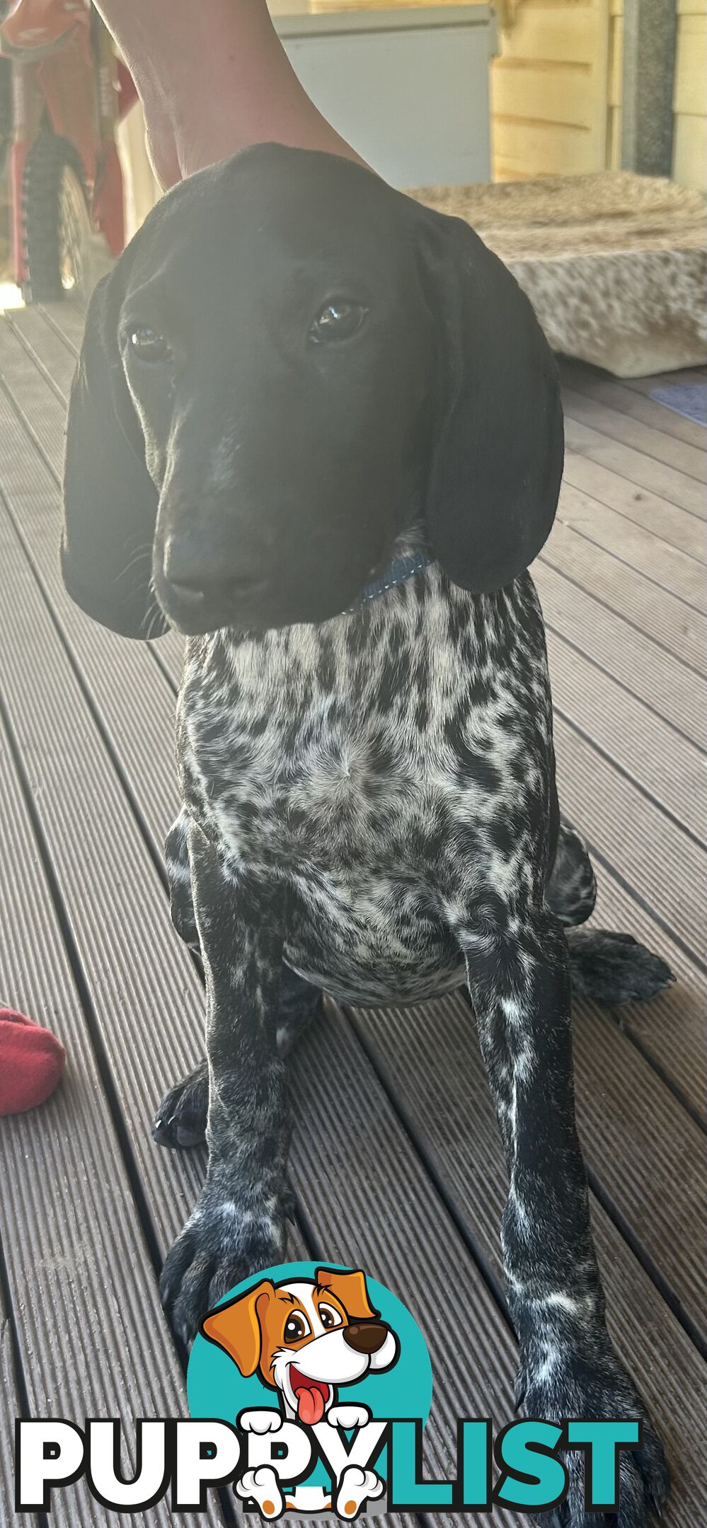 GERMAN SHORTHAIRED POINTER PUPPIES UPDATE