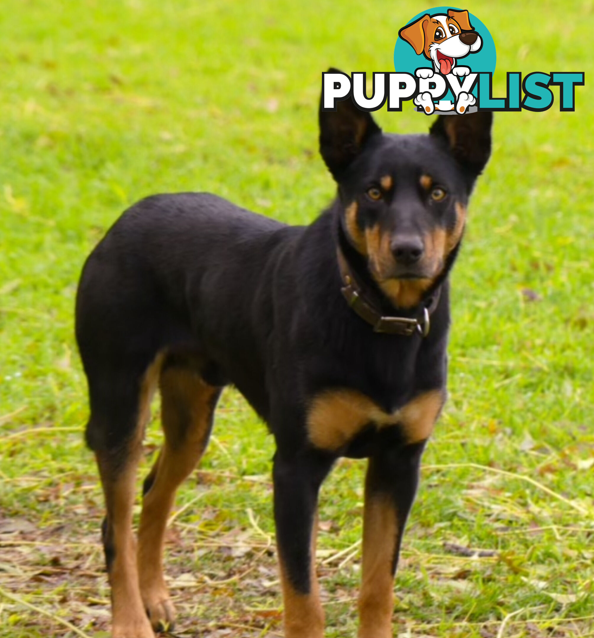 Working Kelpie Puppies For Sale