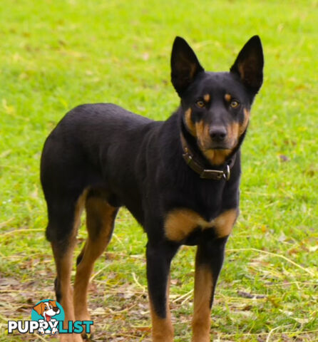 Working Kelpie Puppies For Sale
