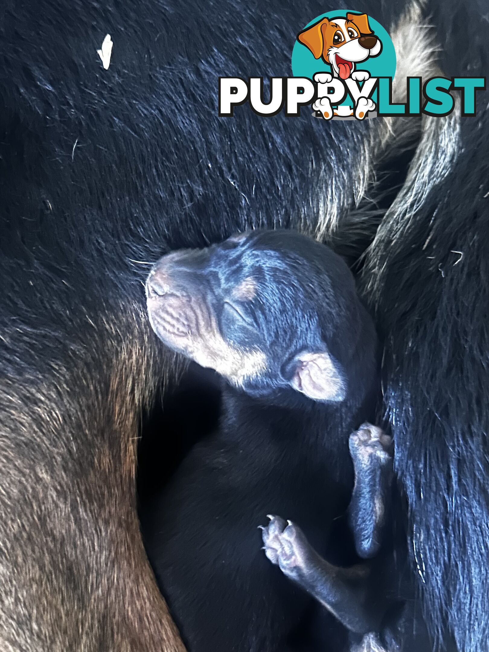 Working Kelpie Puppies For Sale