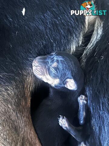Working Kelpie Puppies For Sale