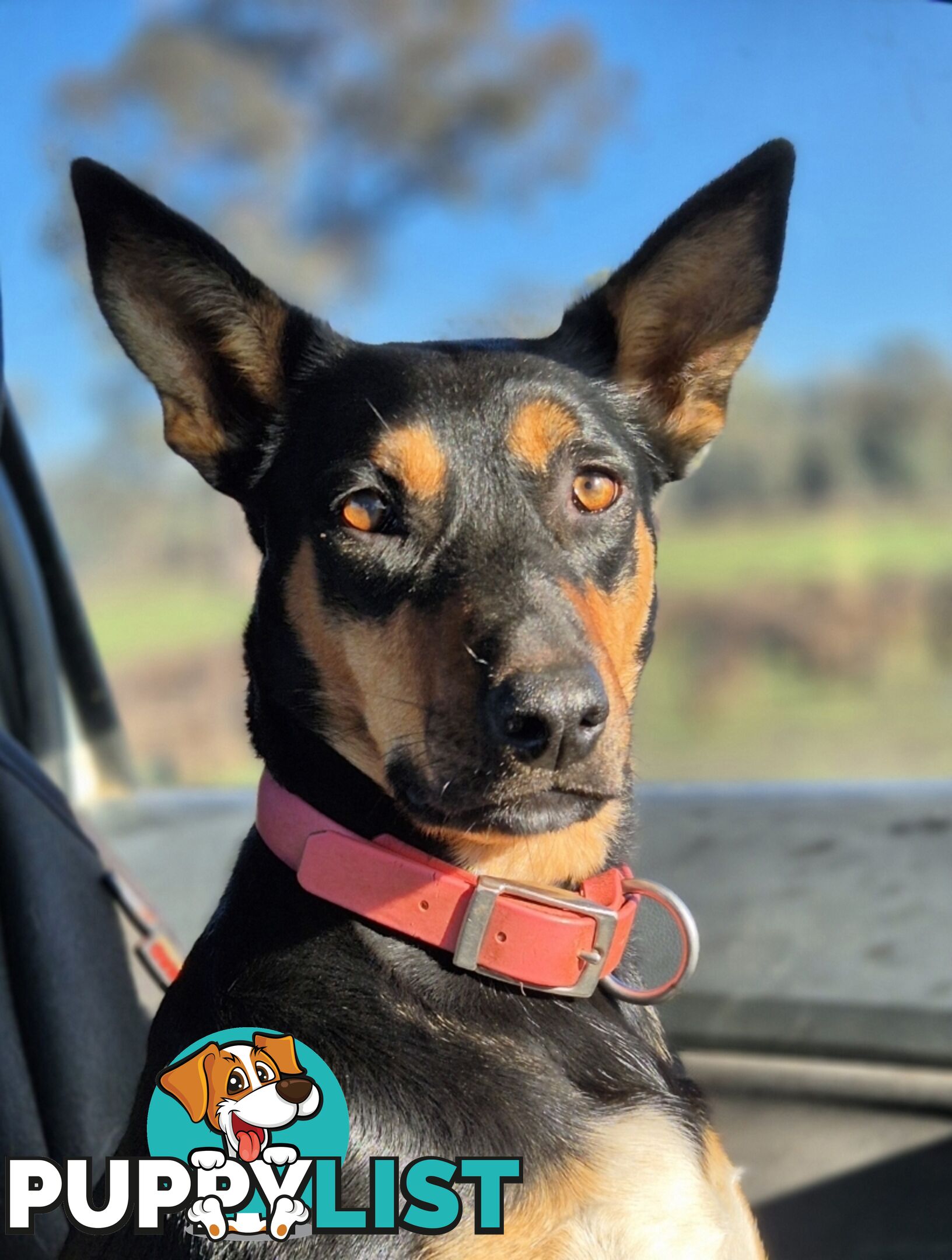 Working Kelpie Puppies For Sale