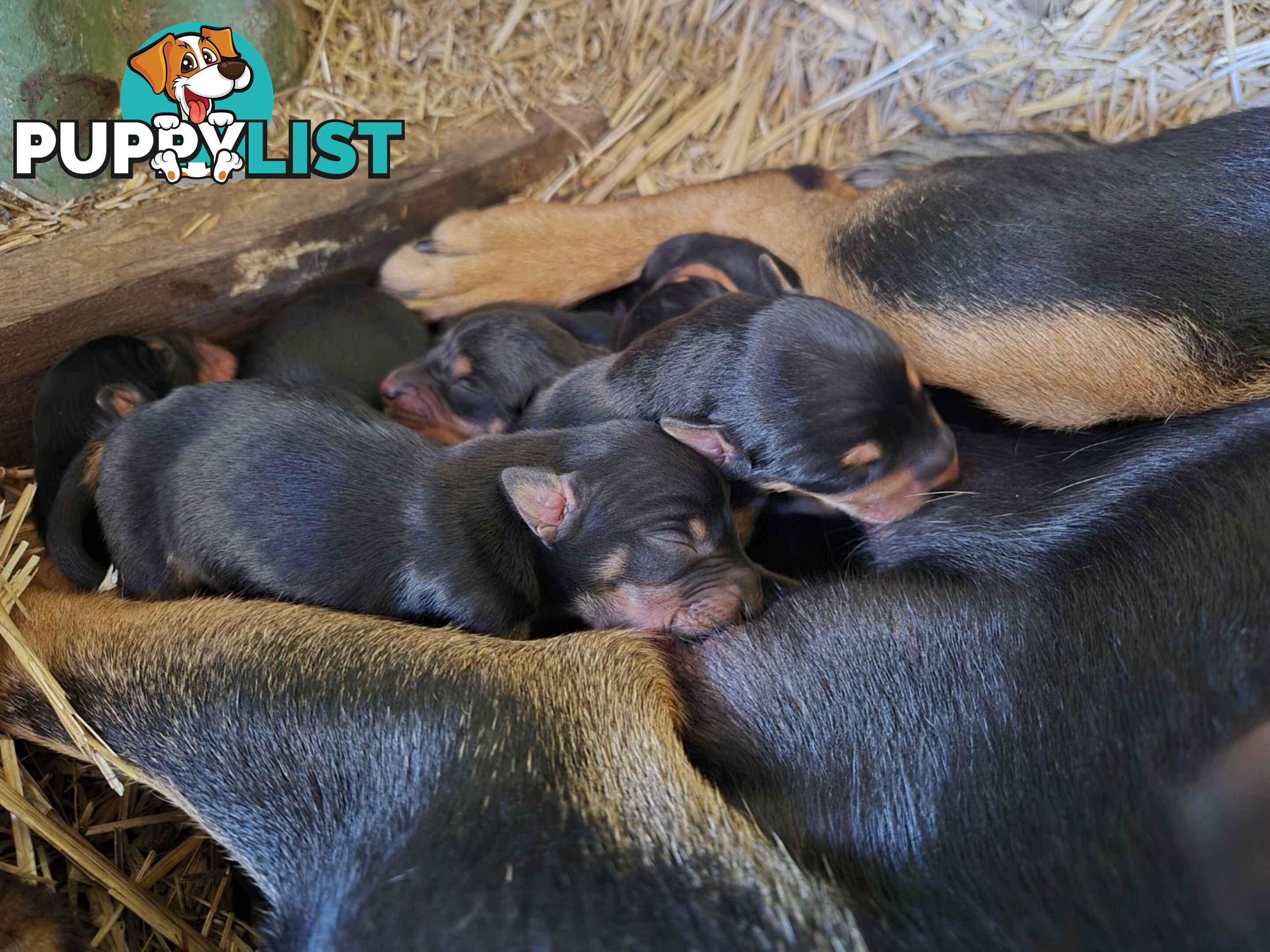 Working Kelpie Puppies For Sale