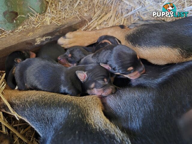 Working Kelpie Puppies For Sale
