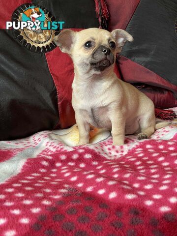 Purebred Chihuahua Puppy Short Hair Male