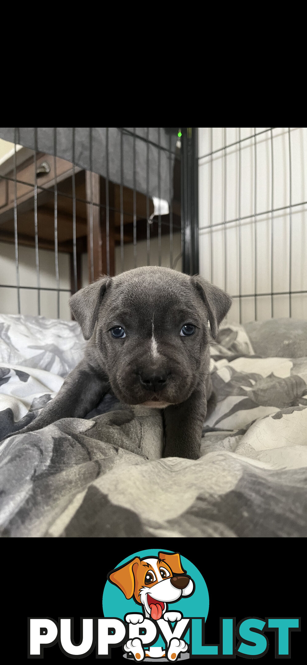 Staffy pups for sale