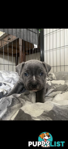 Staffy pups for sale