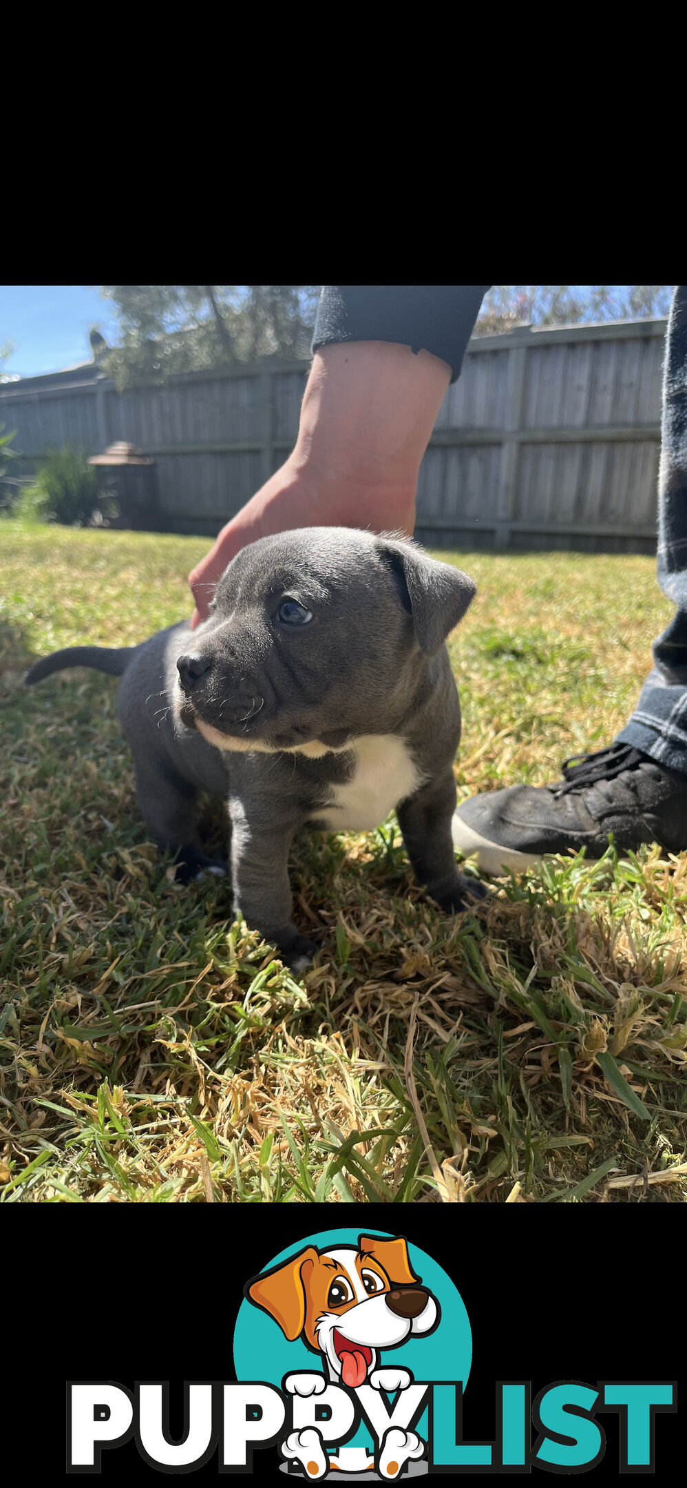 Staffy pups for sale